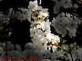 flors 1