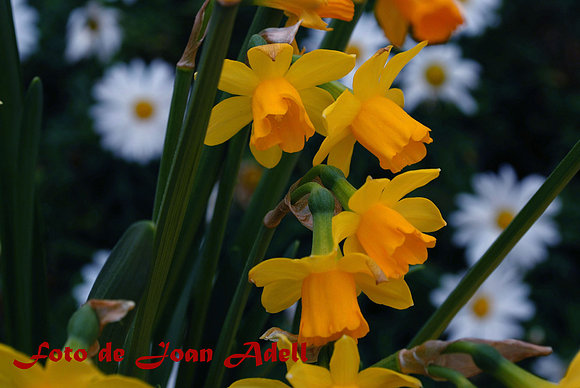 flors 5