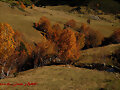 Arbres
