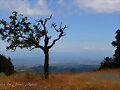 Arbre