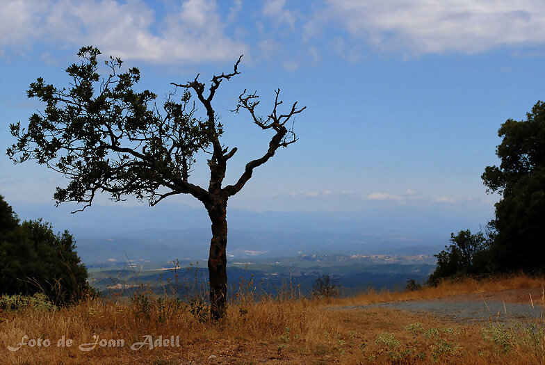 Arbre