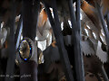Basilica Sagrada familia 2