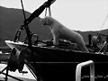 &quot;Llop&quot; de mar