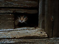 amaGat