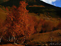 Arbres tardor 1