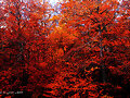 Arbres