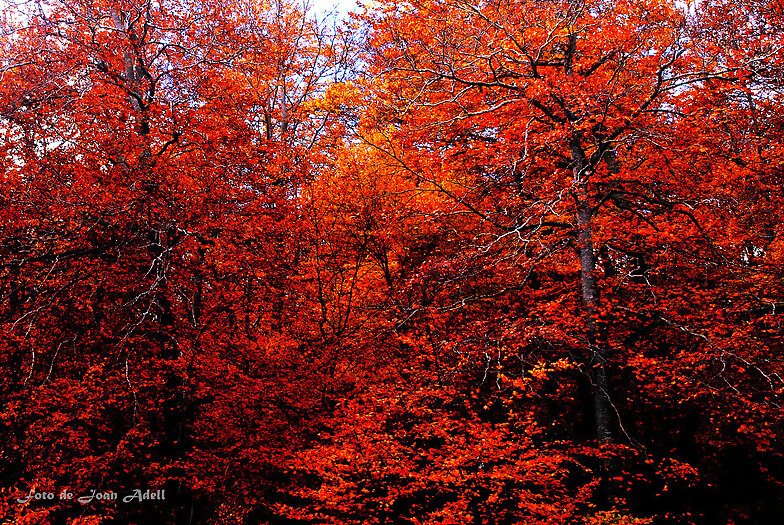 Arbres