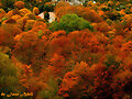 Tardor