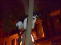 Manchitas sube al arbol