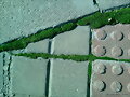 acera con musgo