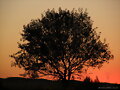 atardecer con &aacute;rbol a contraluz