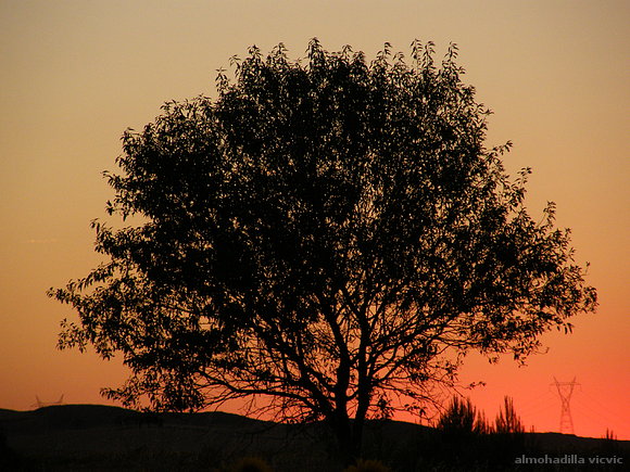 atardecer con árbol a contraluz