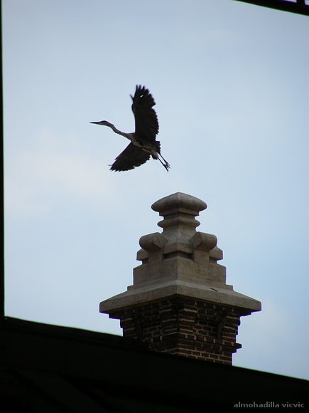 salto