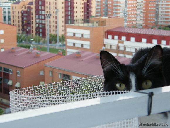 gato volando