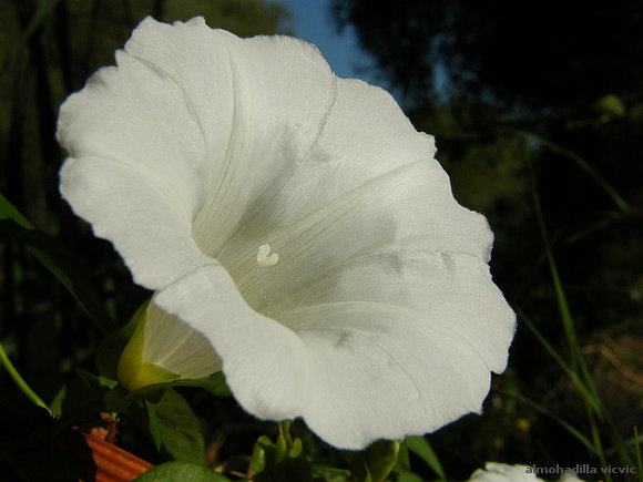 flor