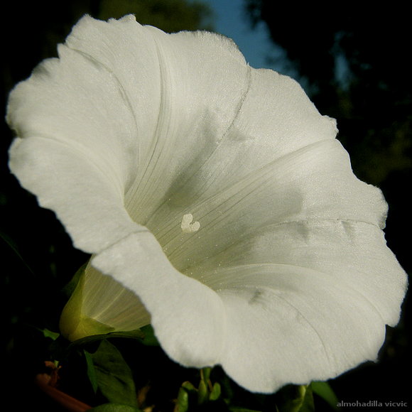 flor