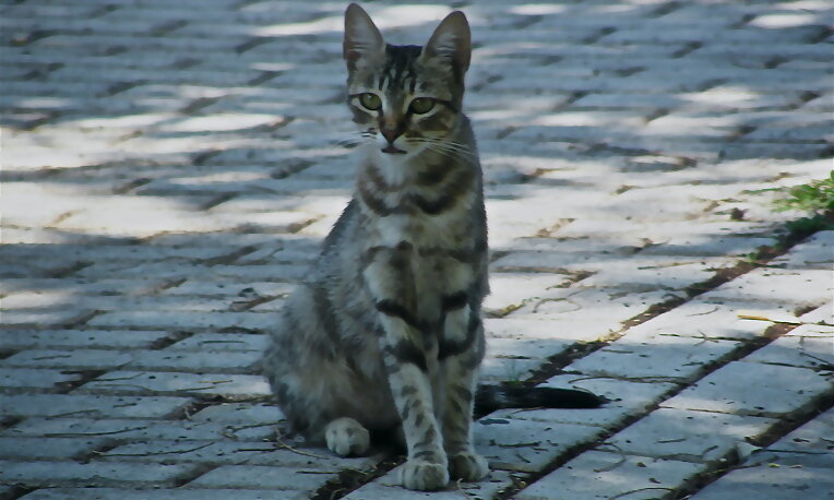 gato