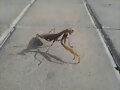 Mantis Religiosa