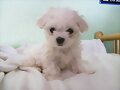DIVA LA PERRITA DE TATY LA HERMANA DE CARLOS