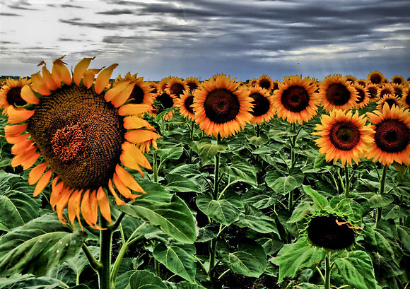 girasoles