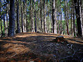bosque animado