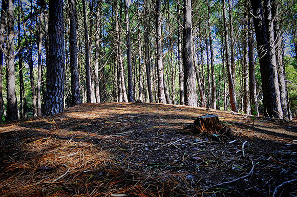 bosque animado