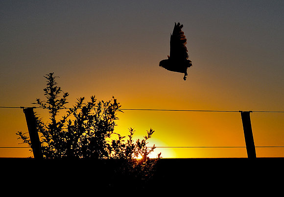 lechucita al atardecer