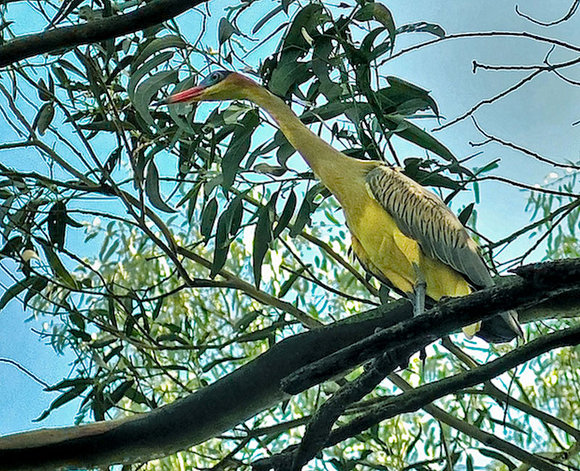 garza chiflón