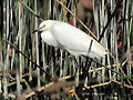garcita blanca