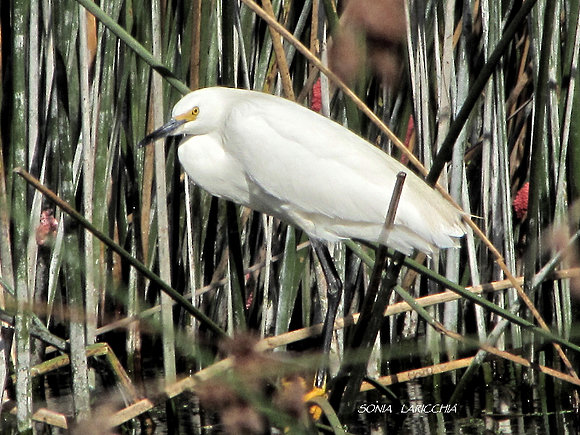 garcita blanca