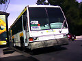 Dina Citus Ruta 1 DF