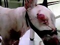 Bull Terrier