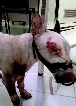Bull Terrier