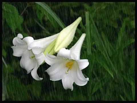 lluvia de primavera