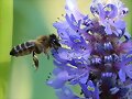 oda  a la abeja