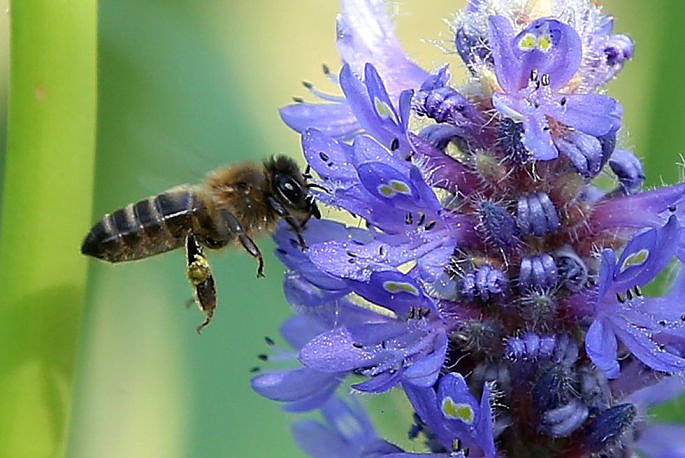 oda  a la abeja