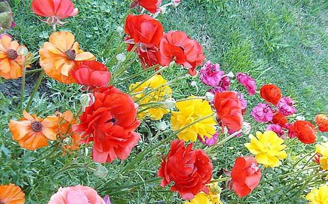 jardin de invierno