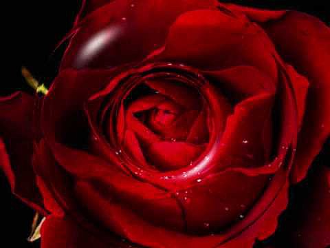 mar de rosas