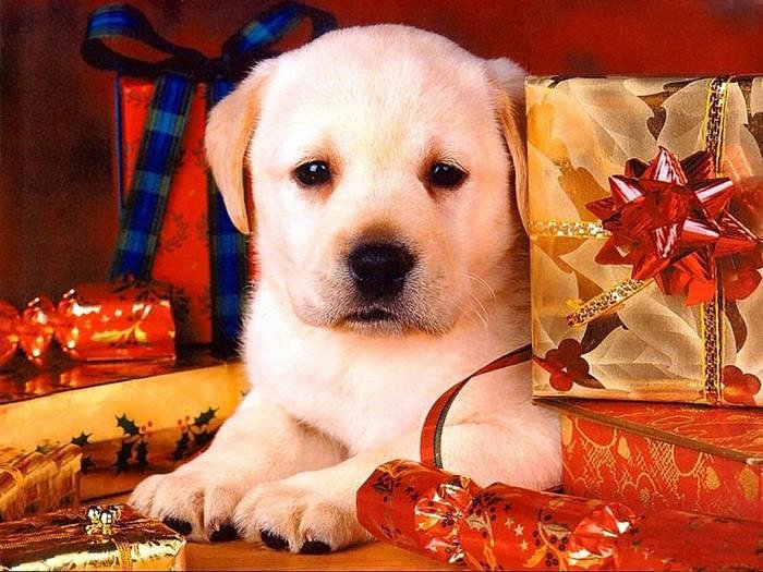 Bo Nadal e Feliz Aninovo