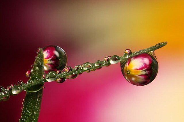 gotas de rocio
