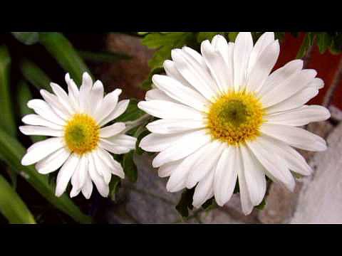 flores