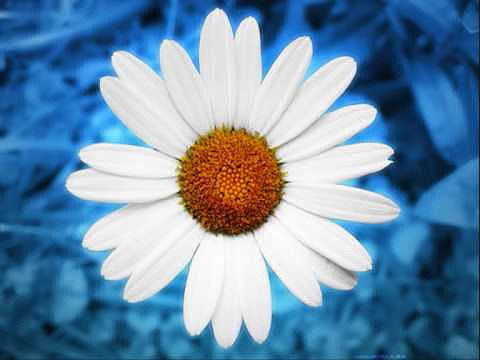 petite fleur