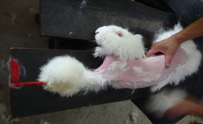 Conejos de angora ( Maltrato animal) ...