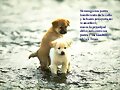 &quot; No al abandono animal &quot;