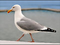 ST