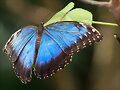 Blue Velvet