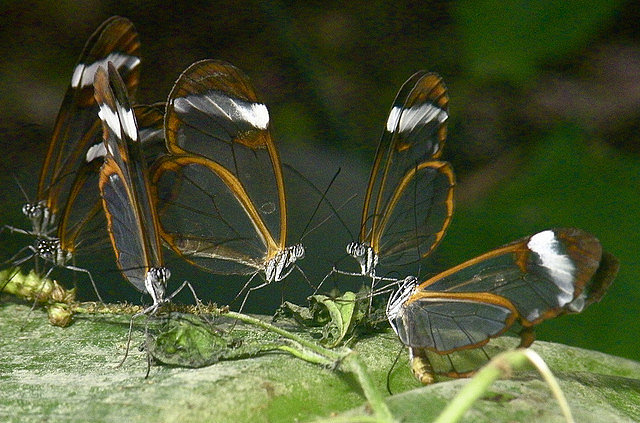 los espejos transparentes