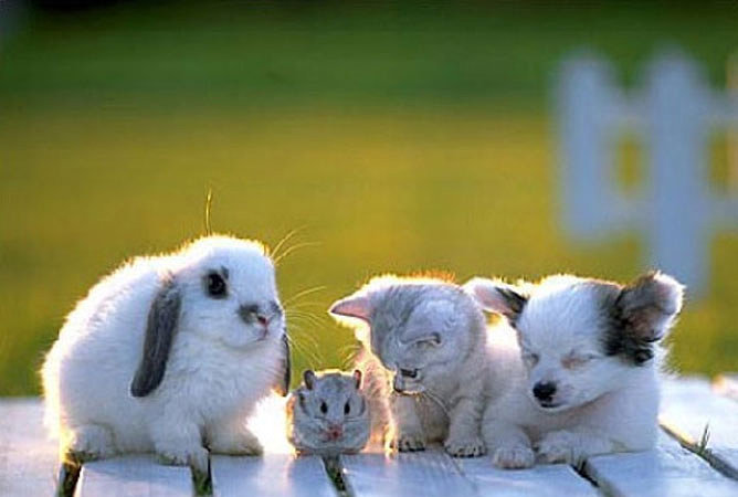 Dia Mundial de los Animales