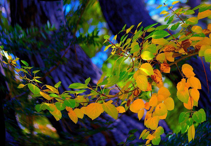 Soneto de Otoño