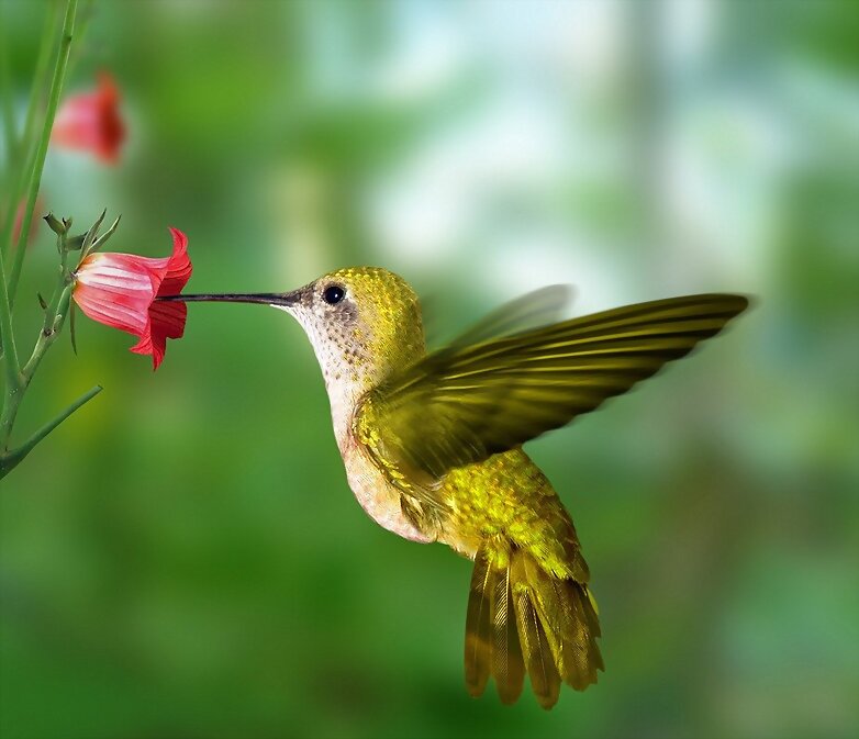 el colibri y la flor